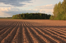 Срок аренды земель сельхозназначения иностранцами могут сократить
